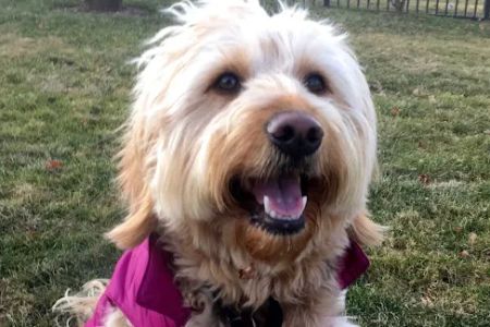 Tribeca Veterinary Dentistry