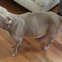 Holistic Vet, Dr. Marcie Fallek, DVM, CVA ico