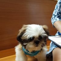 Heart of Chelsea Veterinary Group - Chelsea ico
