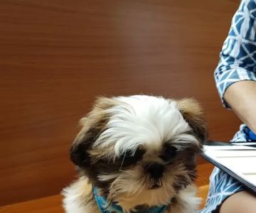 Heart of Chelsea Veterinary Group - Chelsea