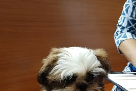 Heart of Chelsea Veterinary Group - Chelsea