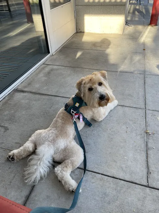 Heart of Chelsea Veterinary Group - Chelsea 12