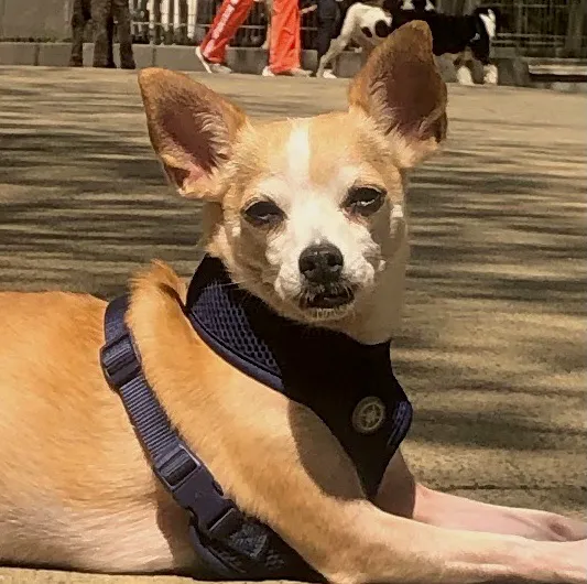 West Chelsea Veterinary 12