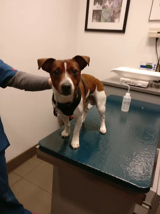 West Chelsea Veterinary 12