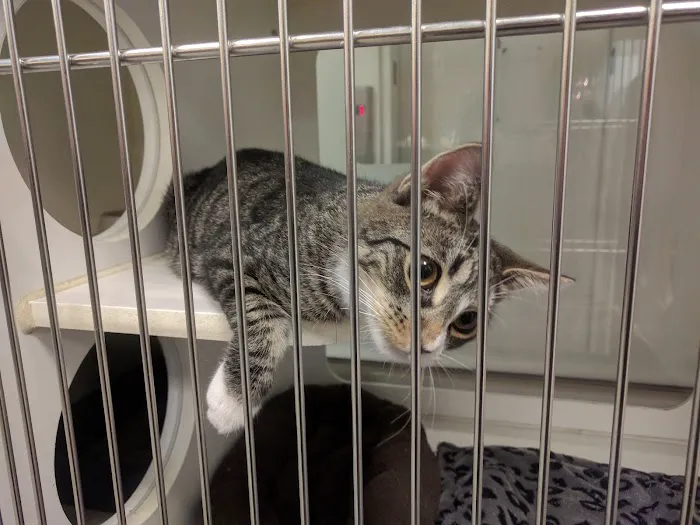 West Chelsea Veterinary 12