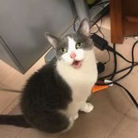 Broadway Animal Clinic - Now Closed ico