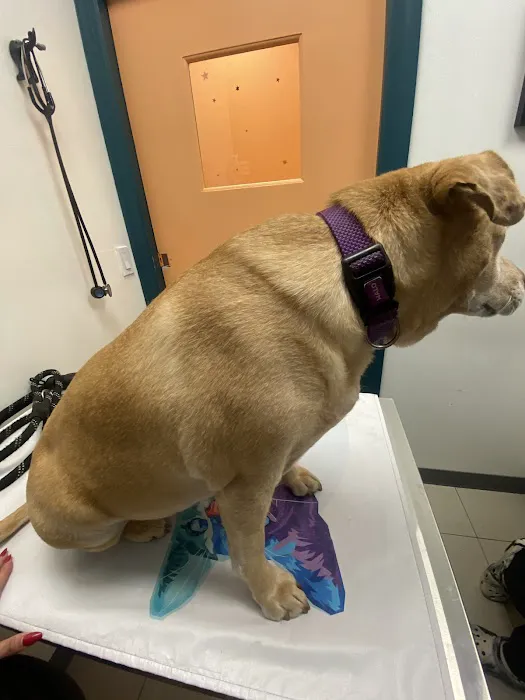 Veterinary Care Group - Astoria 12