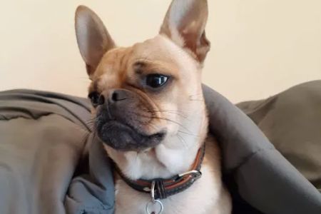 Veterinary Care Group - Astoria