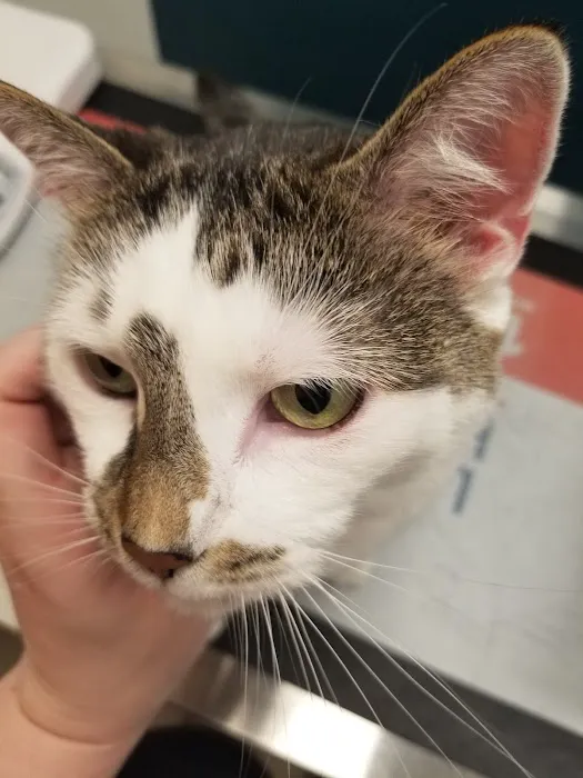 Veterinary Care Group - Astoria 12