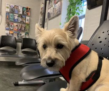 Steinway Court Veterinarian