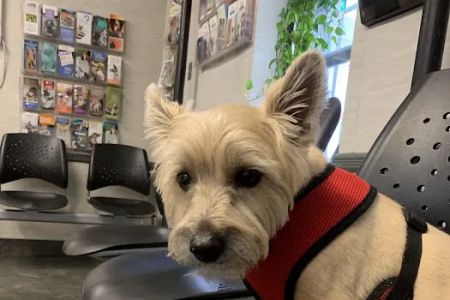 Steinway Court Veterinarian