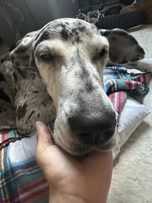 Astoria Animal Hospital 12