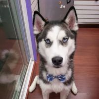 Astoria Animal Hospital ico