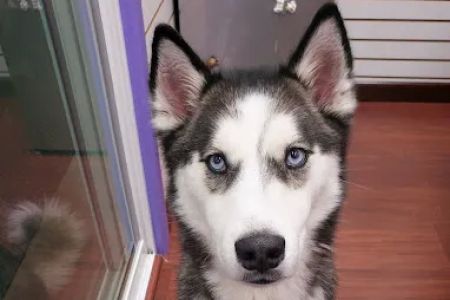 Astoria Animal Hospital