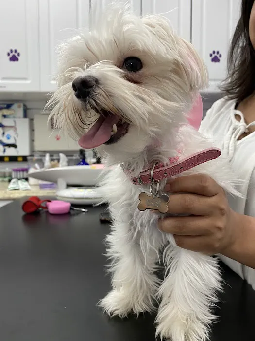 Astoria Animal Hospital 12