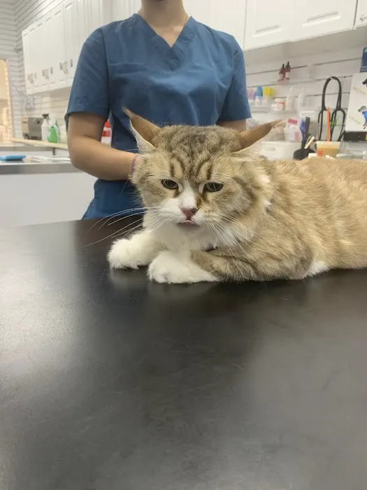 Astoria Animal Hospital 12
