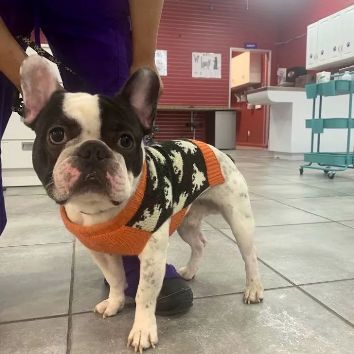 Astoria Animal Hospital 12
