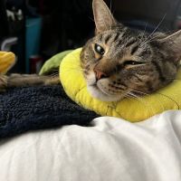 Queens Low Cost Veterinary Center ico