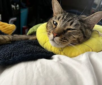 Queens Low Cost Veterinary Center