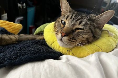 Queens Low Cost Veterinary Center