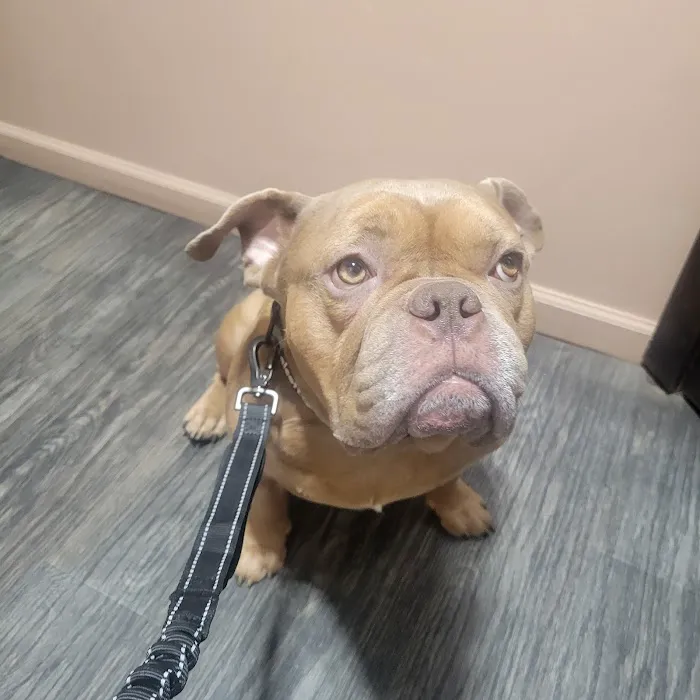 Queens Low Cost Veterinary Center 12