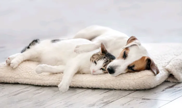 Queens Low Cost Veterinary Center 12