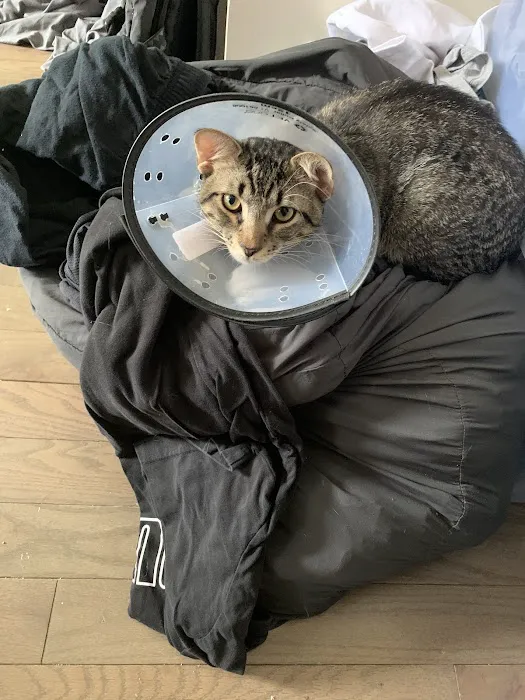 Queens Low Cost Veterinary Center 12