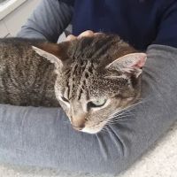 Astoria Animal Emergency ico