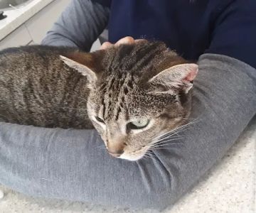 Astoria Animal Emergency
