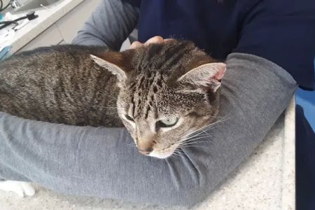 Astoria Animal Emergency