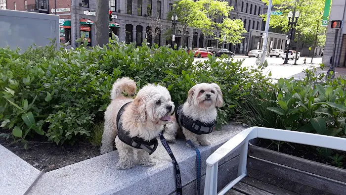 Astoria Animal Emergency 12