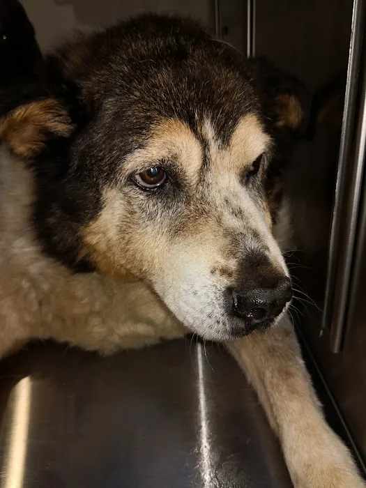 Astoria Animal Emergency 12