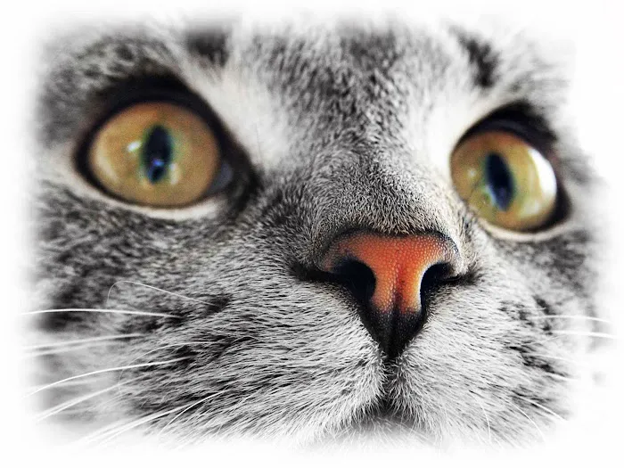 The Sunnyside Pet Healthcare & Dental Center 12
