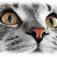 The Sunnyside Pet Healthcare & Dental Center ico