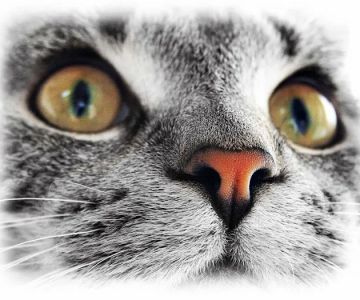 The Sunnyside Pet Healthcare & Dental Center