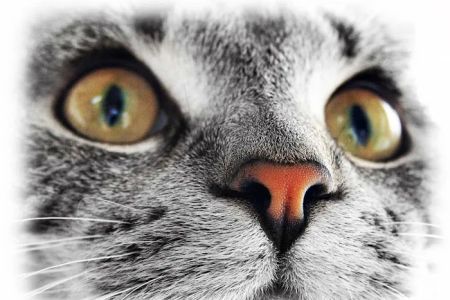 The Sunnyside Pet Healthcare & Dental Center