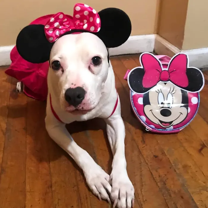 The Sunnyside Pet Healthcare & Dental Center 12