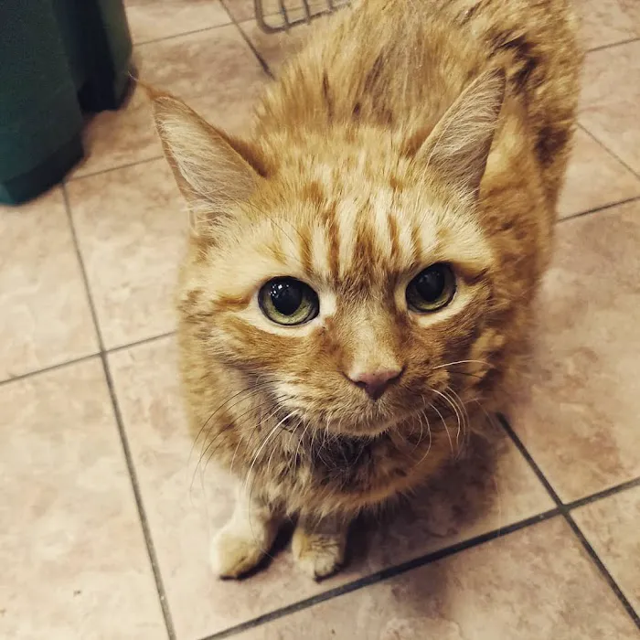 The Sunnyside Pet Healthcare & Dental Center 12
