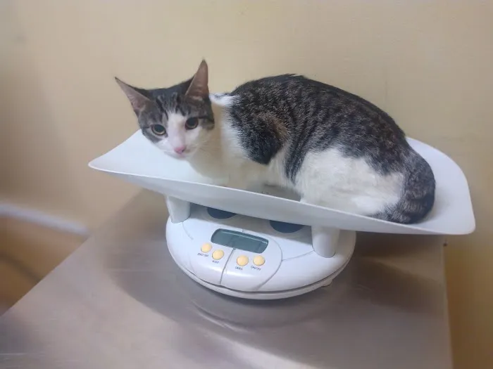 Queens Animal Hospital 12