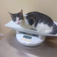 Queens Animal Hospital ico