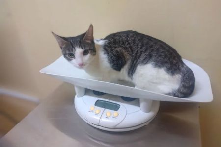 Queens Animal Hospital