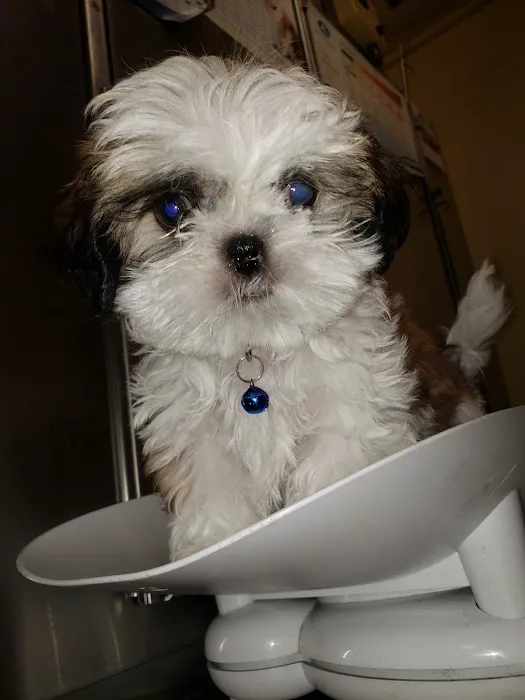 Queens Animal Hospital 12