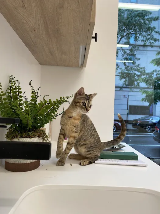 Small Door Veterinary - Upper East Side 5