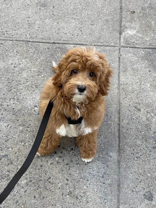 Small Door Veterinary - Upper East Side 3
