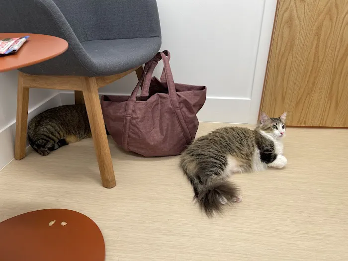 Small Door Veterinary - Upper East Side 7