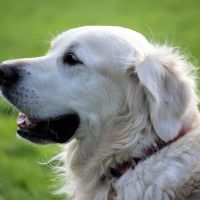 City Pets ico