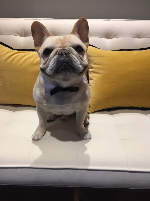 City Pets 10