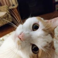 Woodside Pet Hospital ico