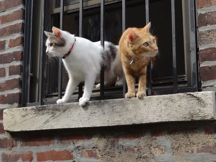 Brooklyn Roots Veterinary Hospital 4