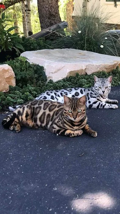 MIRABELL BENGALS 12